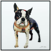Boston Terrier 2